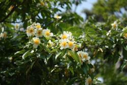 写真：イジュの花