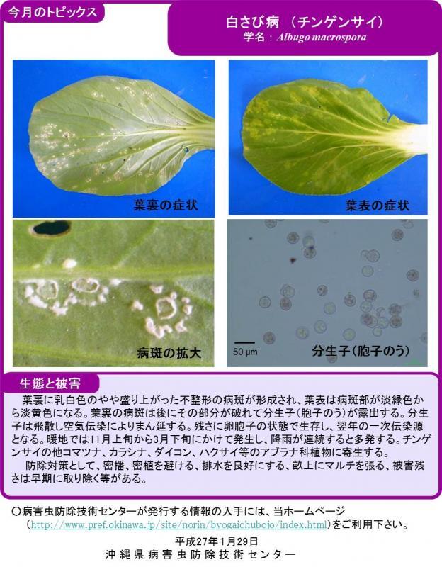 写真：白さび病（チンゲンサイ）の生態と被害