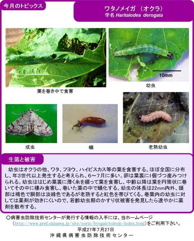 写真：ワタノメイガ（オクラ）の生態と被害