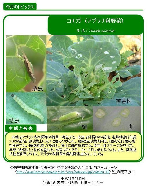 写真：コナガ（アブラナ科野菜）の生態と被害