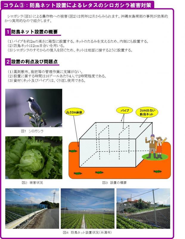 写真：防鳥ネット設置によるレタスのシロガシラ被害対策