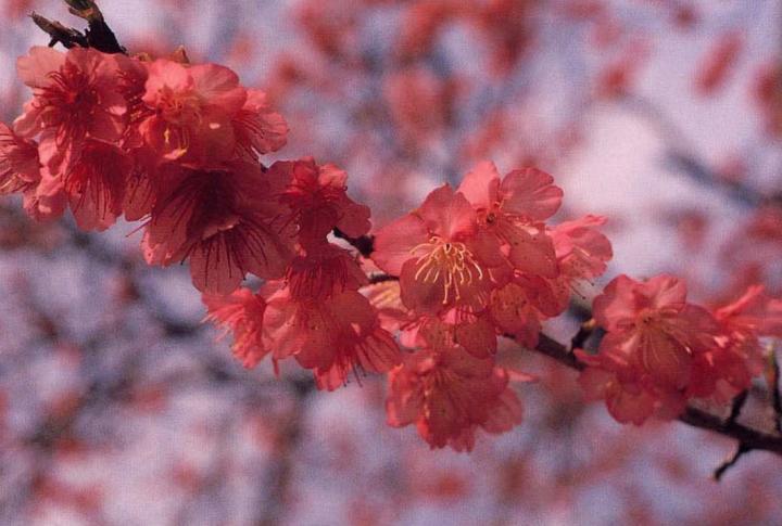 写真：カンヒザクラ