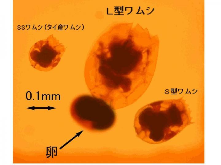 写真：ワムシ3種類