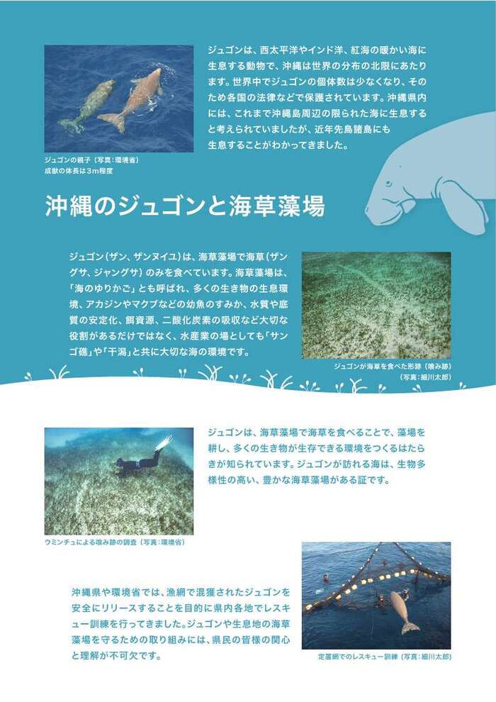 チラシ：ジュゴンについて2