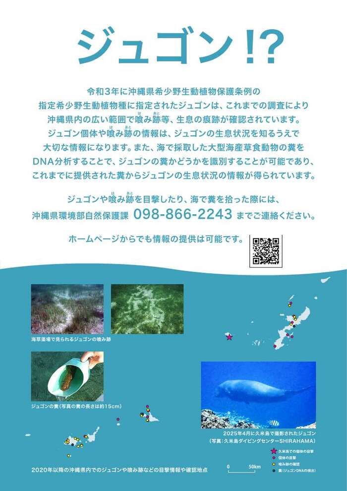 チラシ：ジュゴンについて1