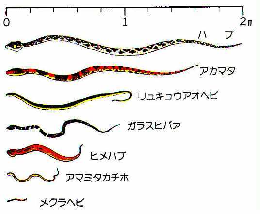 写真：ハブの種類
