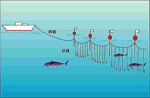 イラスト：延縄漁業