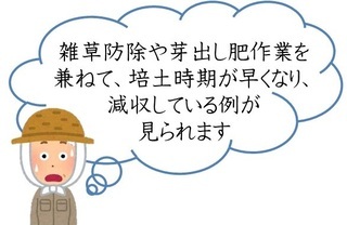 イラスト：雑草防除や目出し肥作業を兼ねて、培土時期が早くなり、減少している例が見られます