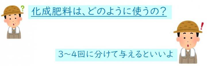 iイラスト：化成肥料はどのように使うの？3,4回に分けて与えるといいよ