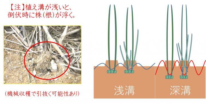 イラスト：さとうきびを植える深さ