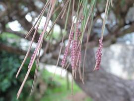 写真：マツカレハ卵