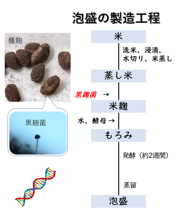 イラスト：泡盛の製造工程フロー