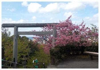 写真：桜