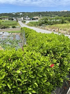 写真：作物を守る花の防風林