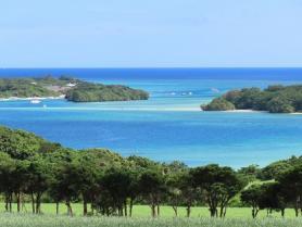 写真：川平付近の防風林