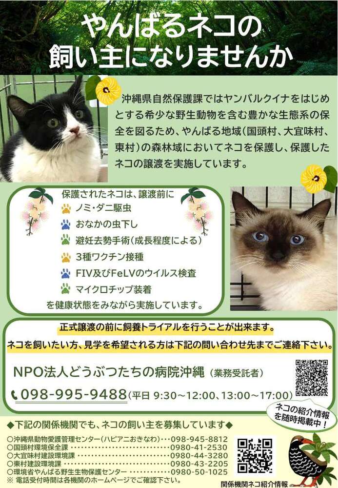 やんばるネコの飼い主になりませんか