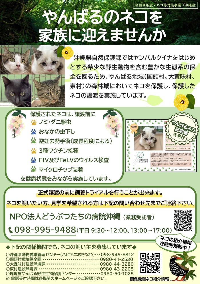 やんばるネコの飼い主になりませんか