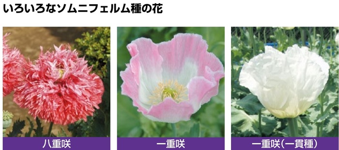 けしの花
