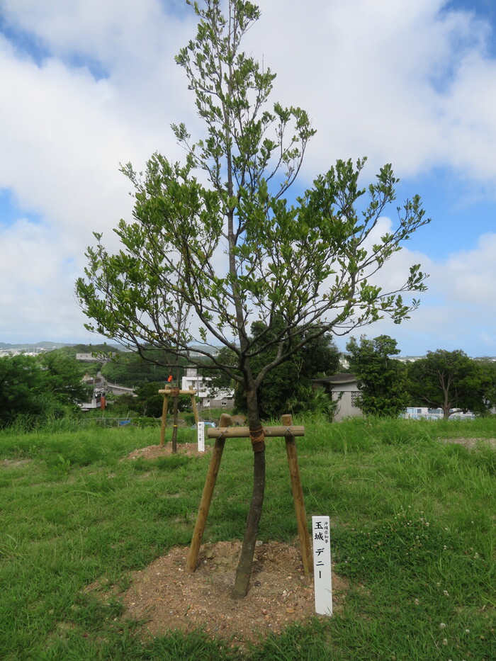 写真：第75回沖縄県植樹祭記念植樹場所（記念樹）