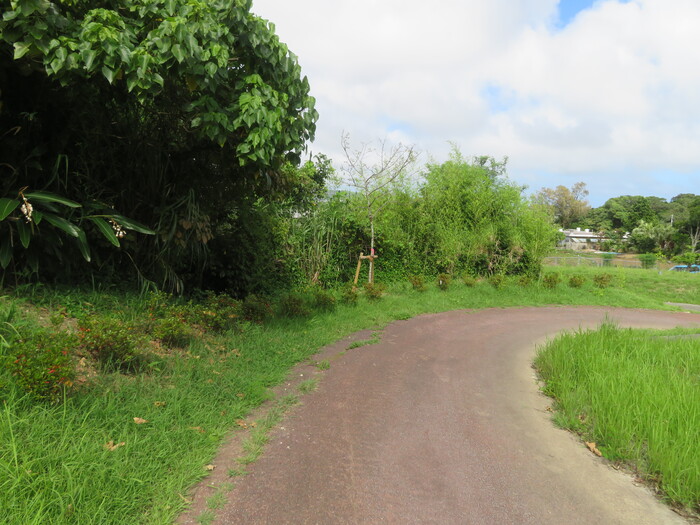 写真：第75回沖縄県植樹祭植樹（ヒカンザクラとつつじ）