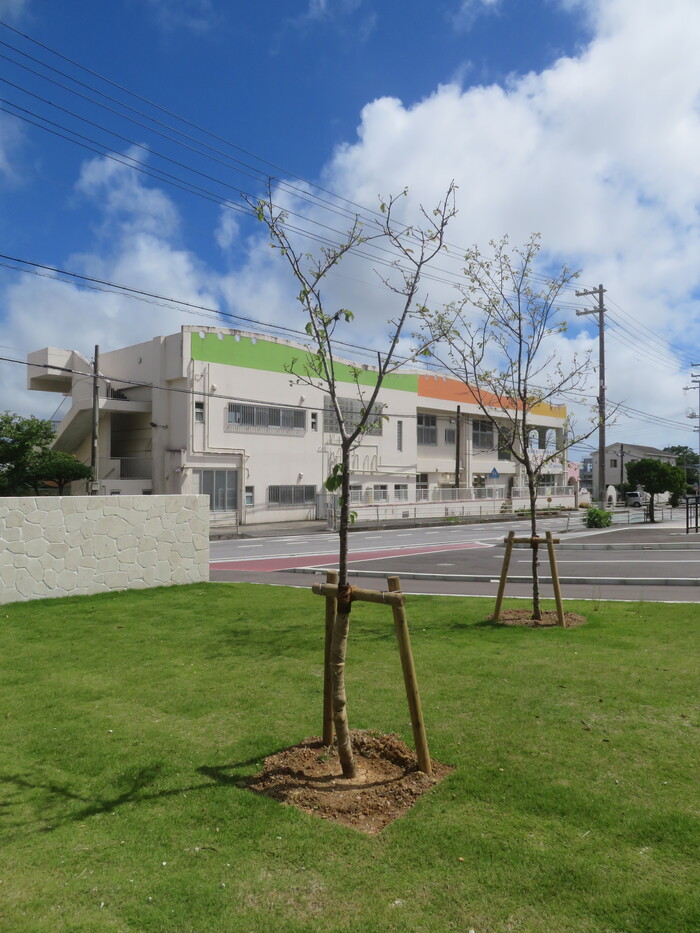 写真：第75回沖縄県植樹祭植樹（ヒカンザクラ）