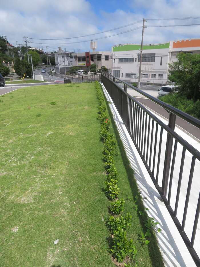 写真：第75回沖縄県植樹祭（ミニサンダンカ）