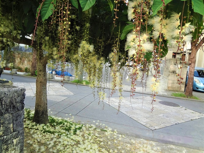 那覇市のサガリバナ